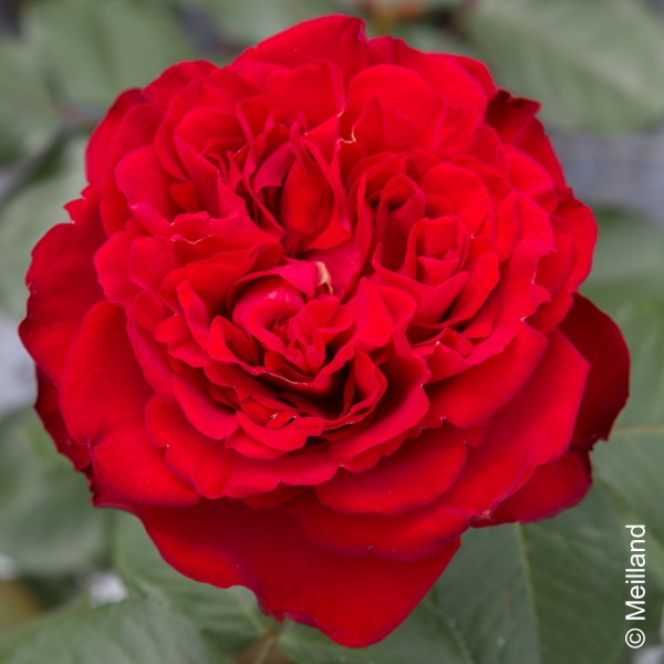 Edelrose 'Traviata'® - Rosa x hybrida