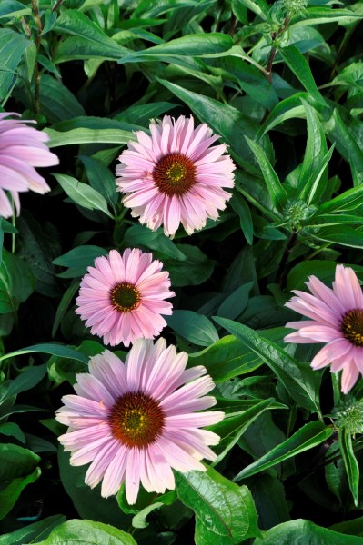 Sonnenhut 'Rainbow' - Echinacea SunSeekers