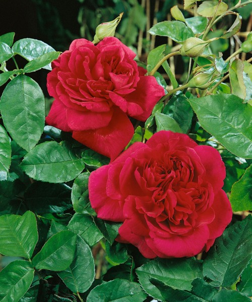 Englische Rose 'The Dark Lady'® - Rosa x hybrida
