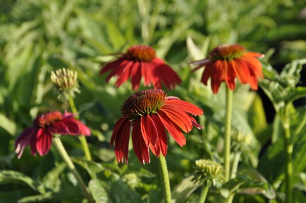 Sonnenhut 'rot' - Echinacea purpurea