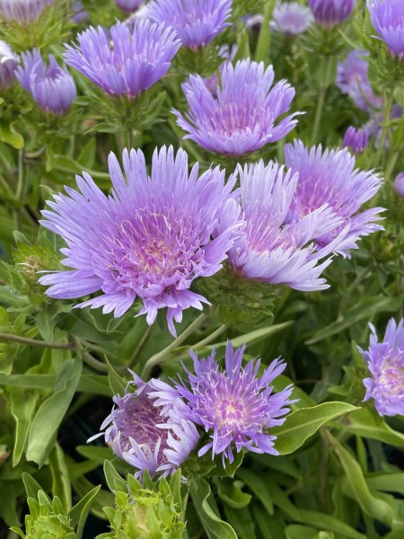 Kornblumenaster - Stokesia laevis