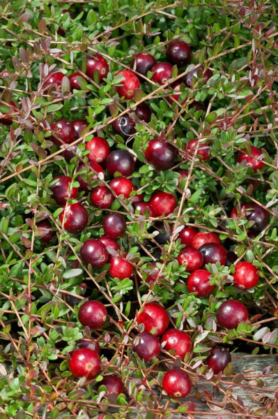 Cranberry 'Pilgrim'