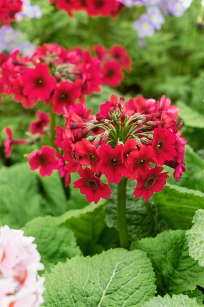 Etagen-Primel 'Millers Crimson' - Primula japonica