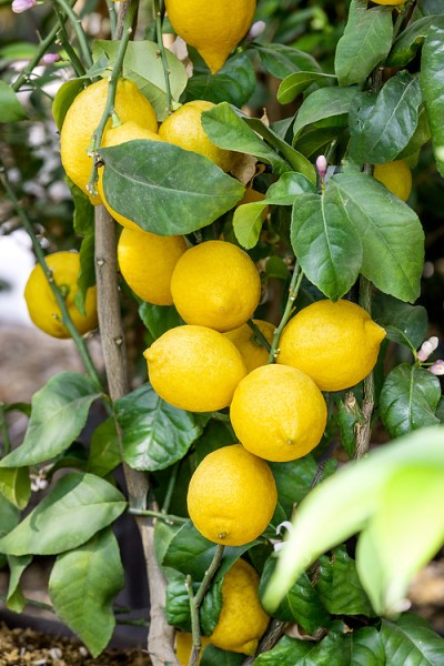 Citrus 'Zitrone'
