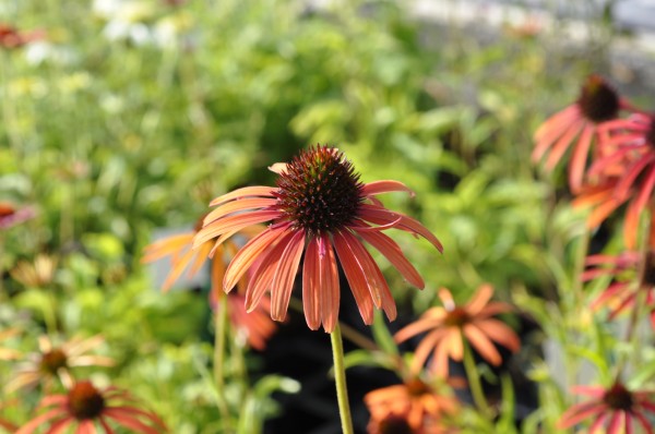 Sonnenhut 'orange' - Echinacea purpurea