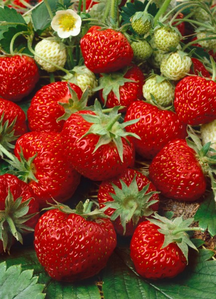 Erdbeere 'Thuriga', einmaltragend