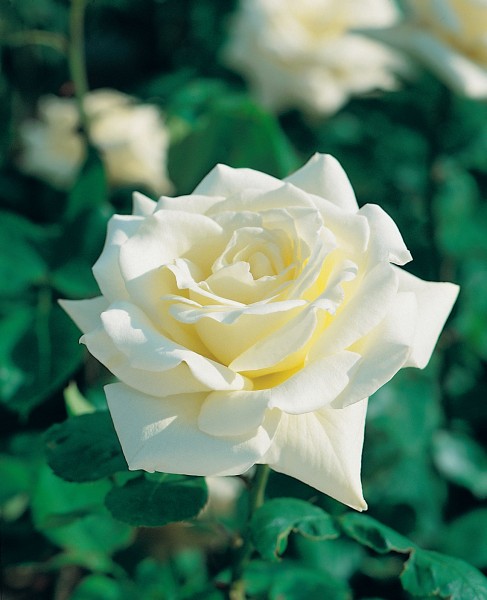 Edelrose 'Polarstern'® - Rosa x hybrida