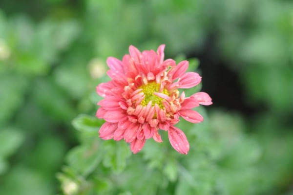 Garten-Chrysantheme 'Arcadia'