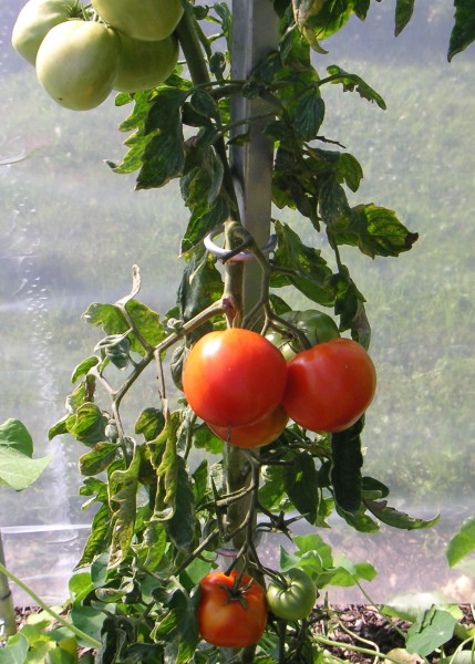 Pflanzstab für Tomaten 170 cm