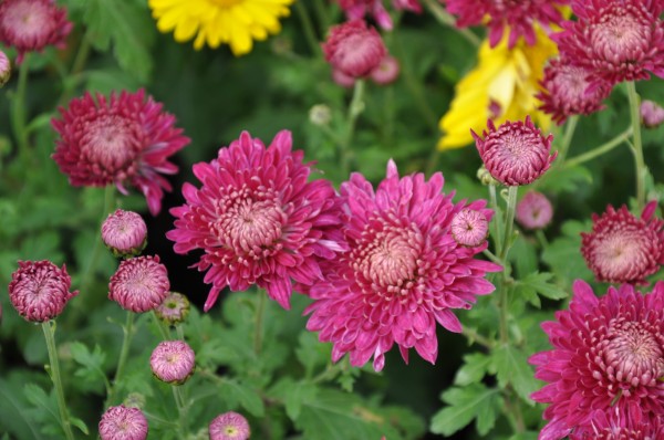 Winteraster 'Glarus' - Chrysanthemum x hortorum