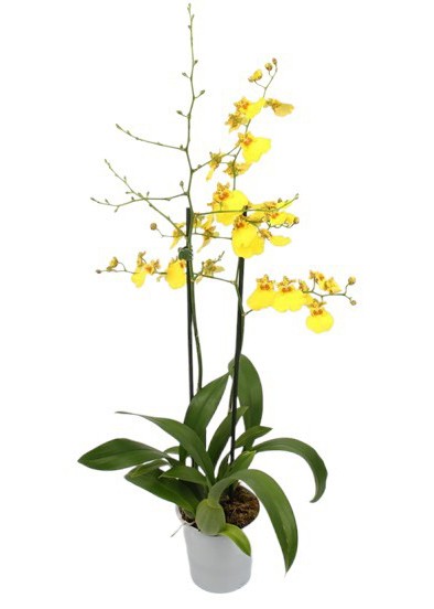 Duftende Kahnorchidee 'Musterland Stern'