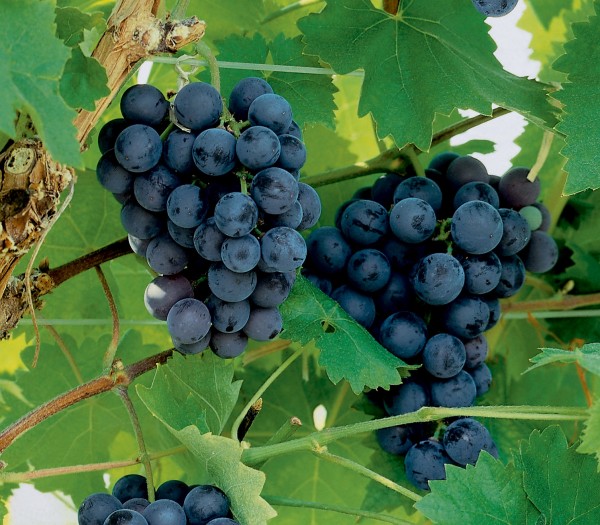 Weinrebe 'Early Campbell' - Vitis vinifera