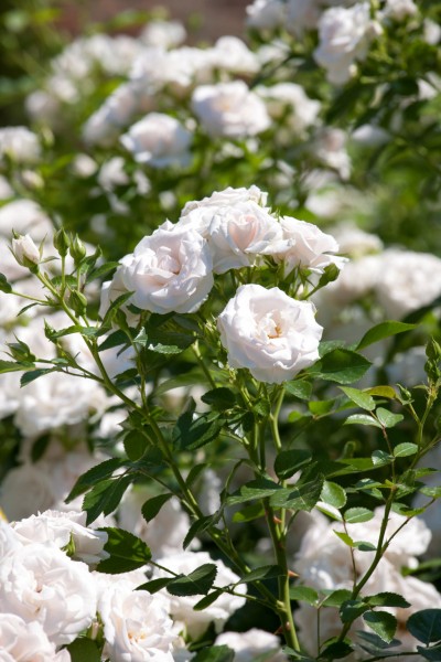 Bodendeckerrose 'Aspirin Rose'® - Rosa x hybrida
