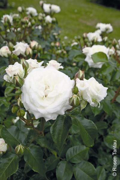Beetrose 'Alabaster'® - Rosa x hybrida