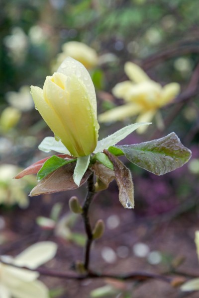Magnolie 'Yellow River'