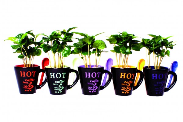 Mini-Kaffee-Pflanze in Keramiktasse
