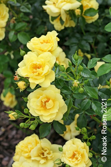 Bodendeckerrose 'Loredo'® - Rosa x hybrida