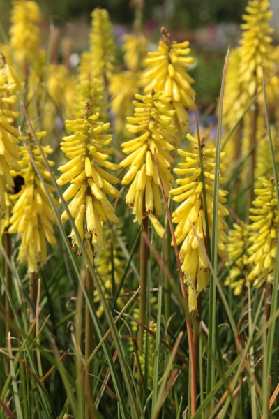 Fackellilie 'Dorset Sentry' - Kniphofia uvaria