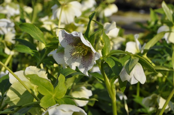 Lenzrose 'White Lady Spotted' - Helleborus x orientalis