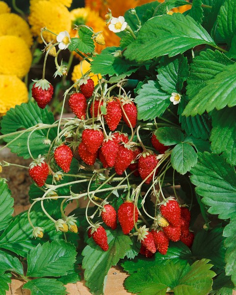 Erdbeere - Fragaria vesca var. vesca