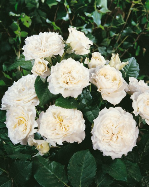 Bodendeckerrose 'Swany'® - Rosa x hybrida