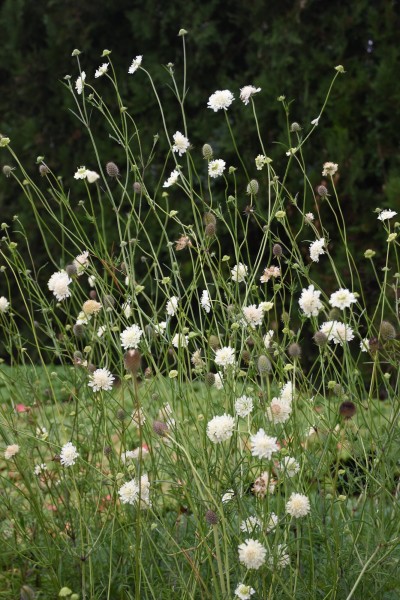 Krätzkraut - Scabiosa ochroleuca