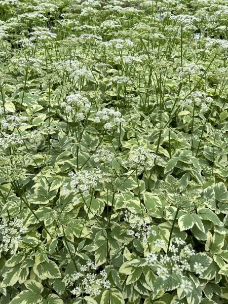 Weissbunter Giersch 'Variegatum' - Aegopodium podagraria