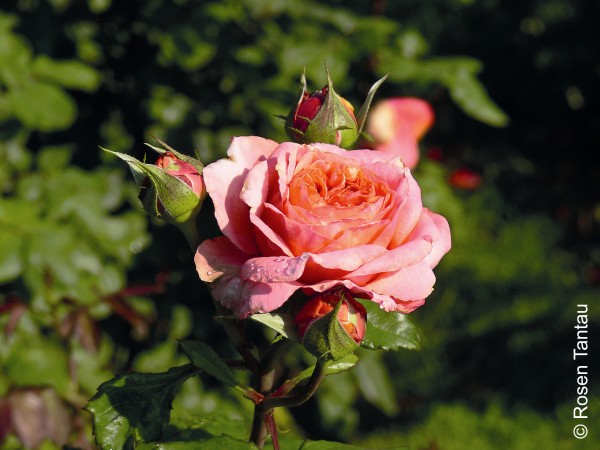 Edelrose 'Mary Ann' - Rosa x hybrida