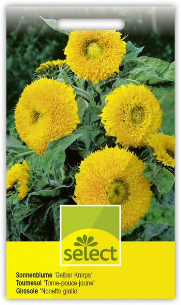 Sonnenblume 'Gelber Knirps' - Vorderseite