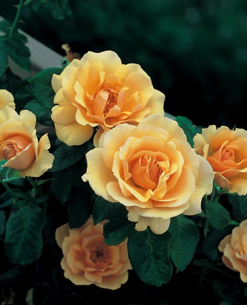 Beetrose 'Amber Queen'® - Rosa x hybrida