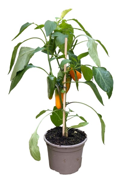 Snack-Paprika 'Pepper' orange