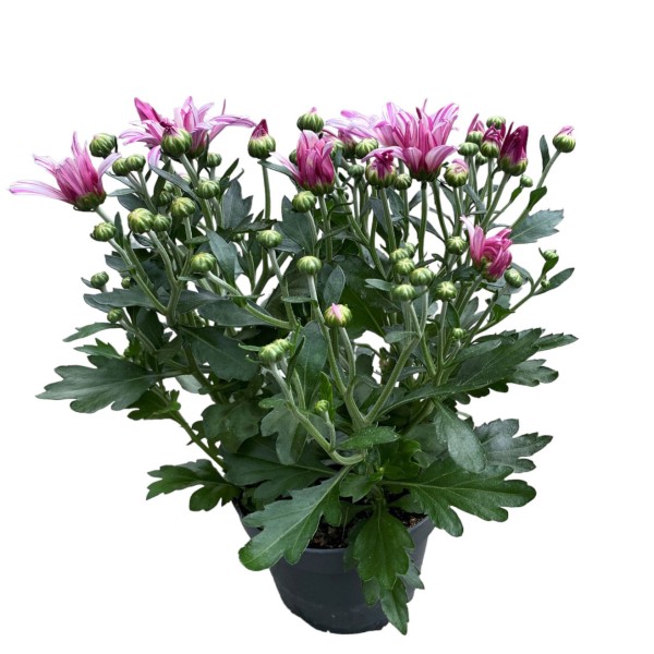 Herbst-Chrysantheme rosa einfach