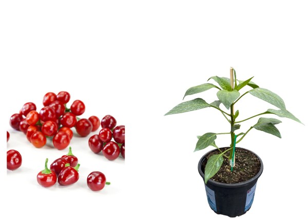 Cherry Chili rot veredelt