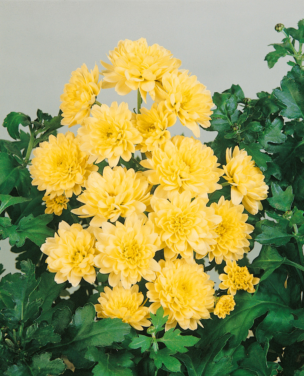 Garten-Chrysantheme 'Andromeda' - Chrysanthemum x hortorum | Wyss Shop