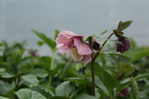 Lenzrose 'Pink Lady' - Helleborus x orientalis
