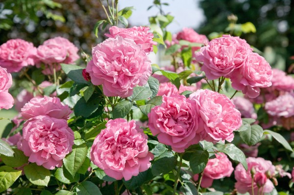 Englische Rose 'MaryRose'® - Rosa x hybrida