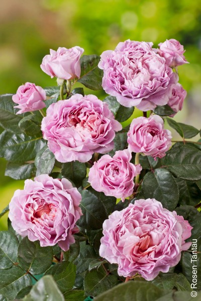 Edelrose 'Eisvogel'® - Rosa x hybrida