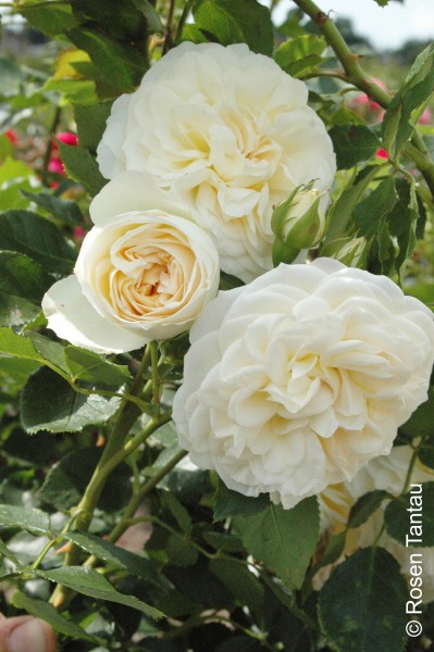 Strauchrose 'Friedenslicht'® - Rosa x hybrida