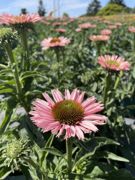 Sonnenhut 'Salmon' - Echinacea SunSeekers