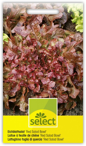 Eichblattsalat 'Red Salad Bowl' - Lactuca sativa var. crispa