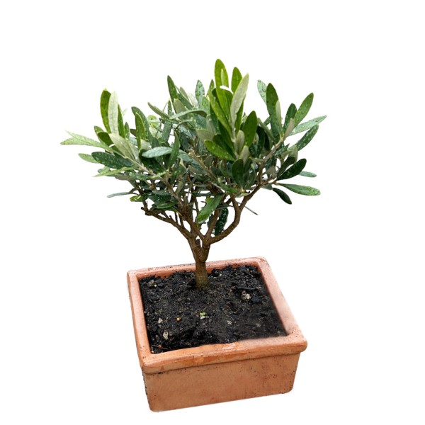 Mini-Olivenbaum im Tontopf