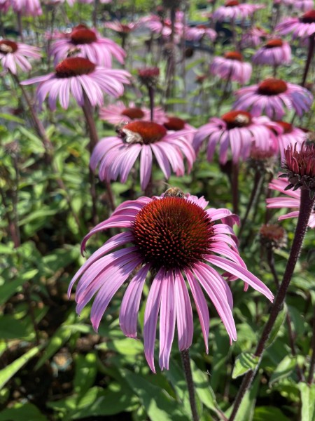 Sonnenhut 'Augustkönigin' - Echinacea purpurea