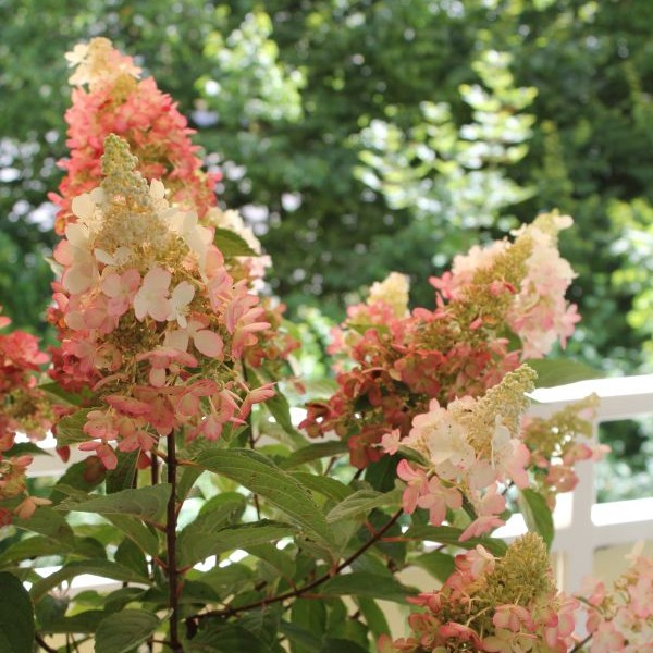 Rispenhortensie 'Pinky-Winky'