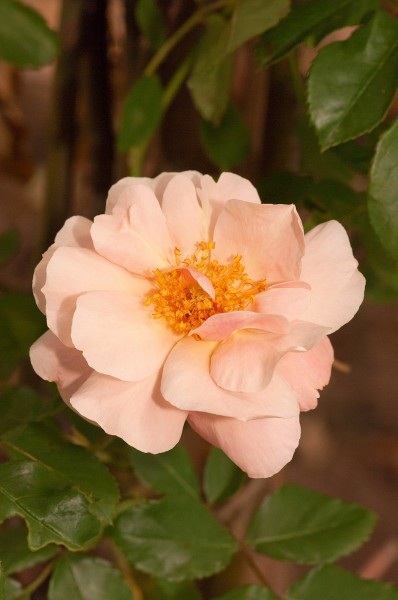 Strauchrose 'Clair Matin'® - Rosa x hybrida