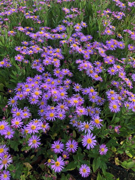 Herbst-Aster 'JS El Macho' - Aster ageratoides
