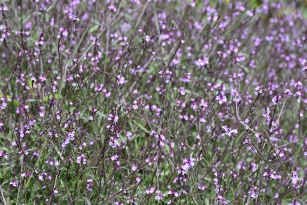 Eisenkraut 'Bampton' - Verbena officinalis