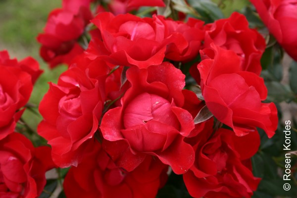 Beetrose 'Black Forest'® - Rosa x hybrida