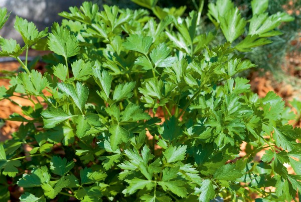 Petersilie, glatt - Petroselinum crispum