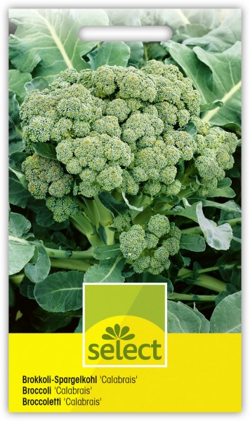 Brokkoli-Spargelkohl 'Calabrais' - Brassica oleracea var. italica