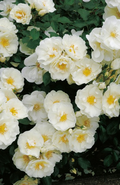 Bodendeckerrose 'Schneeflocke'® - Rosa x hybrida